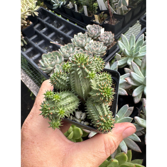 Euphorbia suzzanae