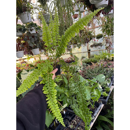 Nephrolepis exaltata ‘rooseveltii’ - Gorgeous Fern