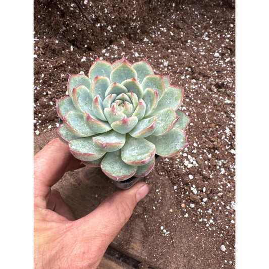 Echeveria ‘pink crystal’