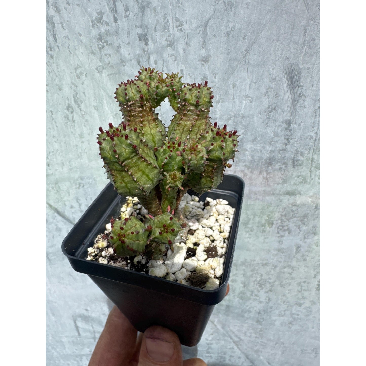 Euphorbia horrida f. monstrosa