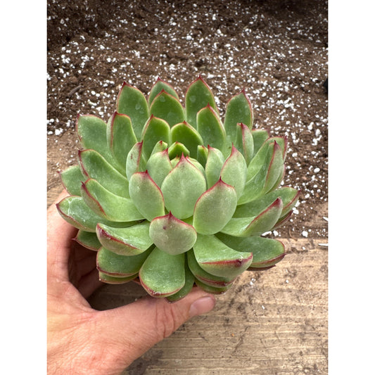 Echeveria ‘the peony pavilion’