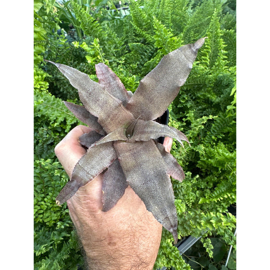 Cryptanthus ‘desert dunes’- rare older hybrid