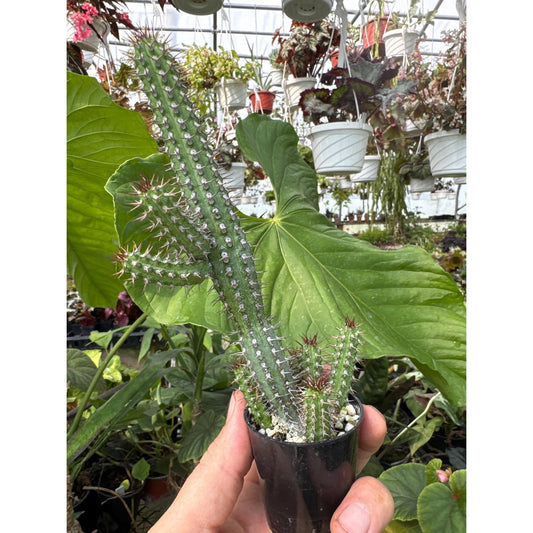 Euphorbia baioensis