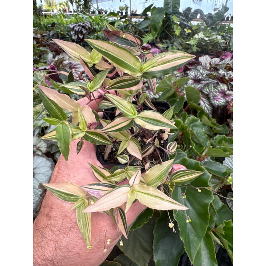 Gibasis pellucida “variegata”- Variegated Bridal Veil