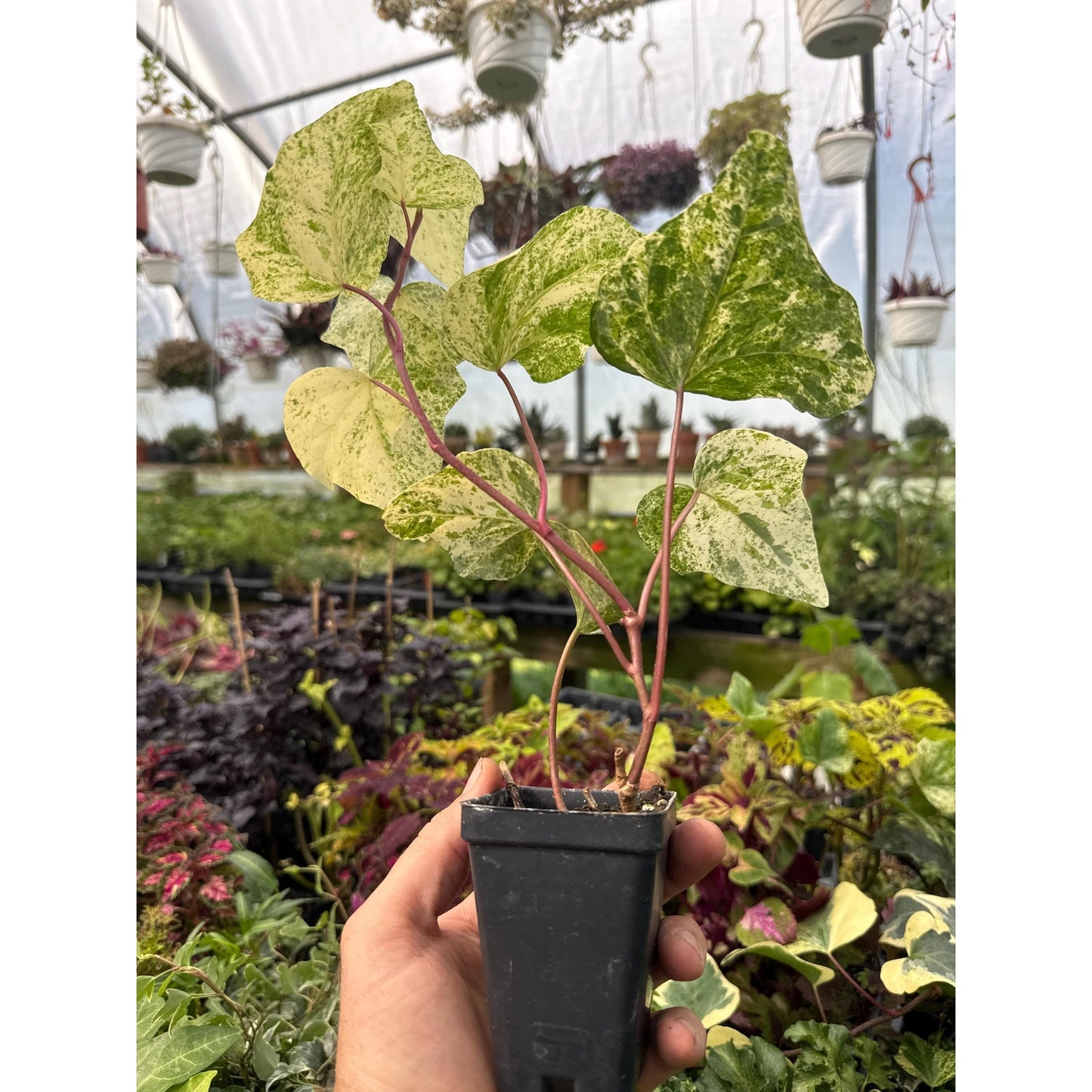 Ivy - Hedera algeriensis ‘marble’