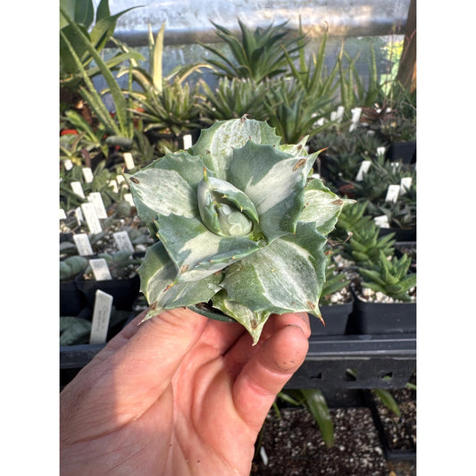 Agave ovatifolia ‘ohi raijin shiro nakafu’