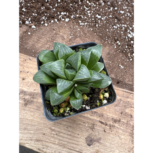 Haworthia retusa