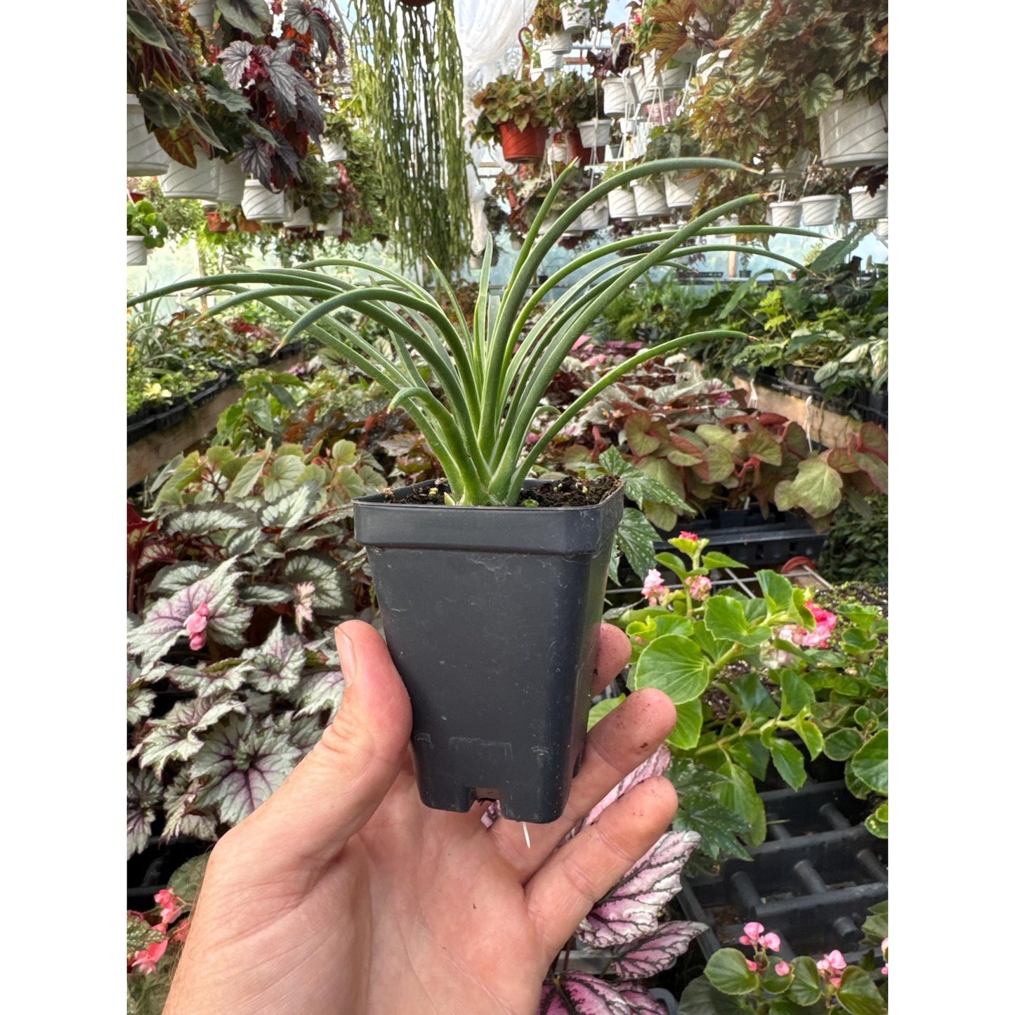 Agave gemniflora