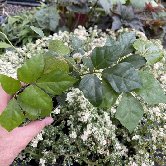Grape Ivy - CISSUS RHOMBIFOLIA