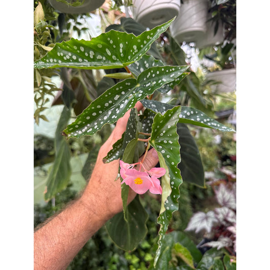 Begonia ‘my special angel’