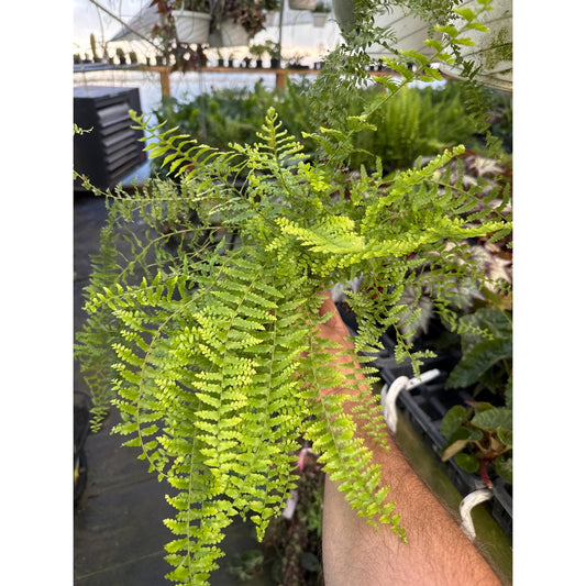 Nephrolepis exaltata ‘verona lace’- rare old variety