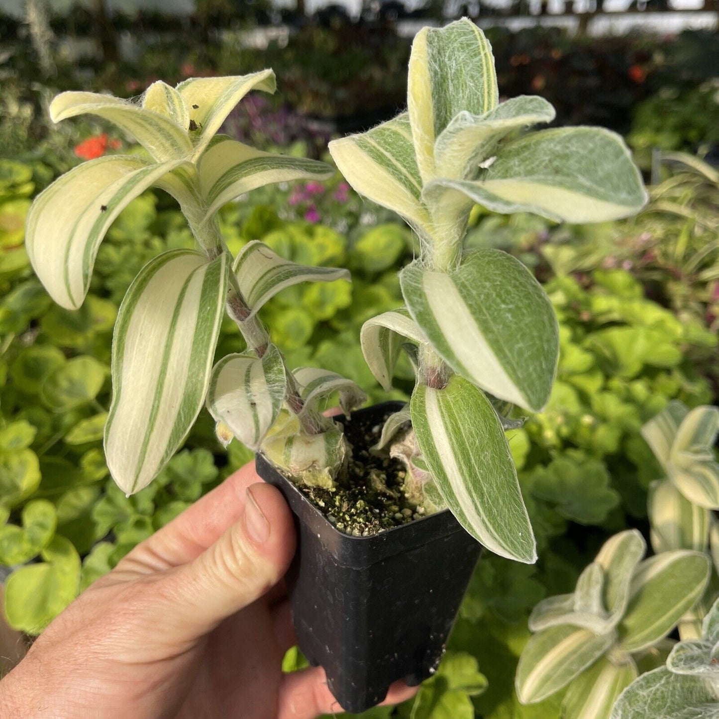 Tradescantia sillamontana ‘gold stripes’