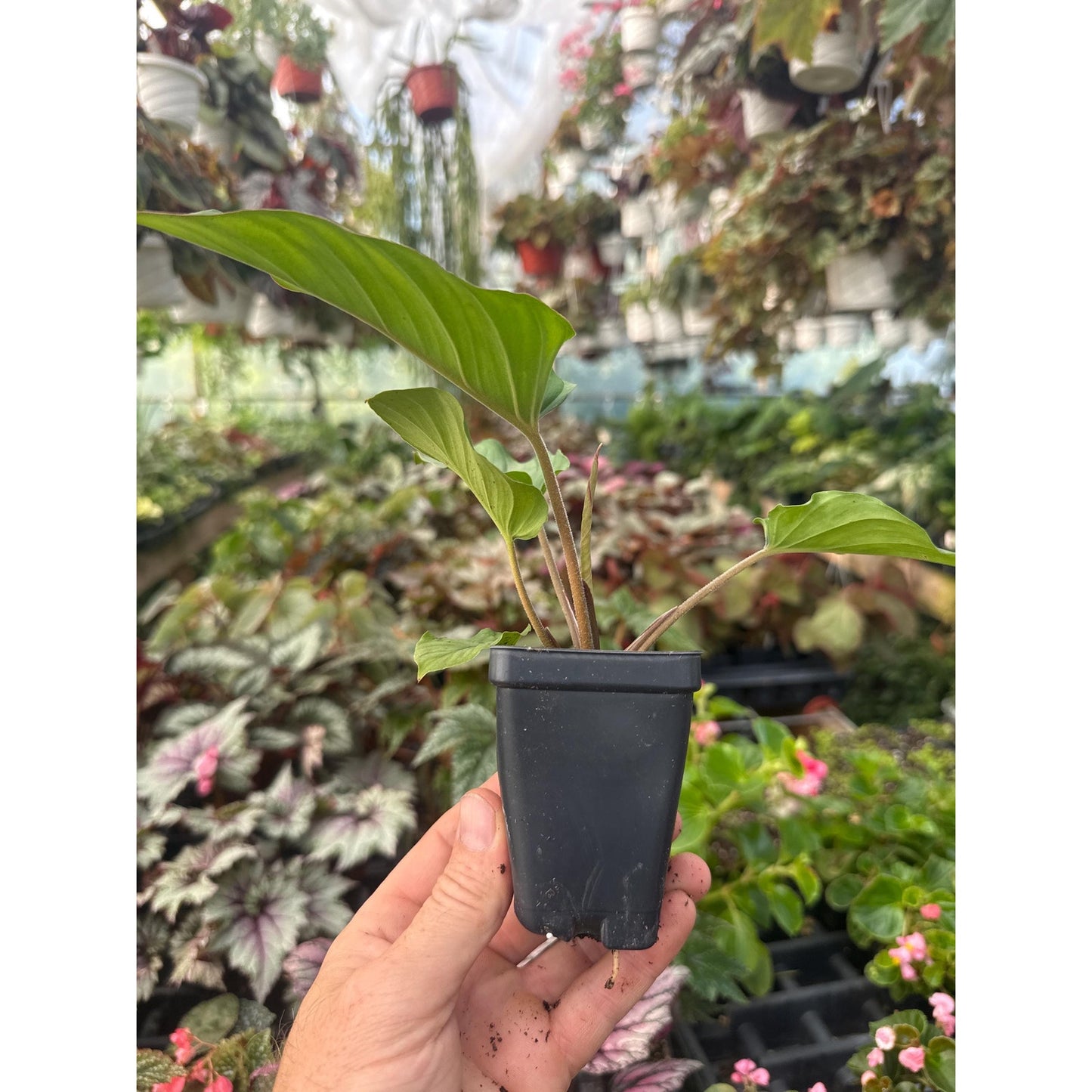 Adelonema ‘red velvet’