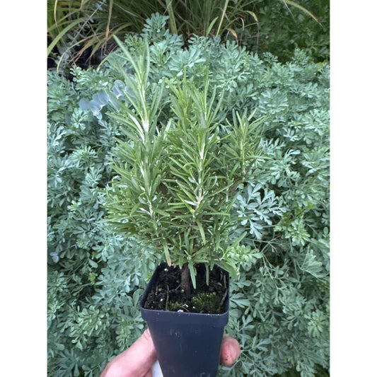 Rosemary Plant ‘salem’
