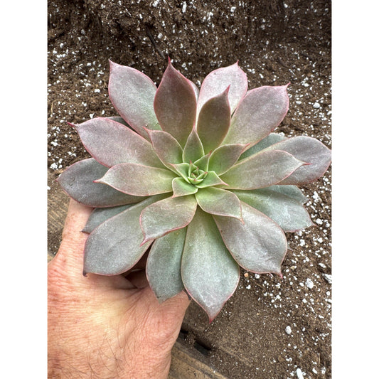 Echeveria ‘miya’