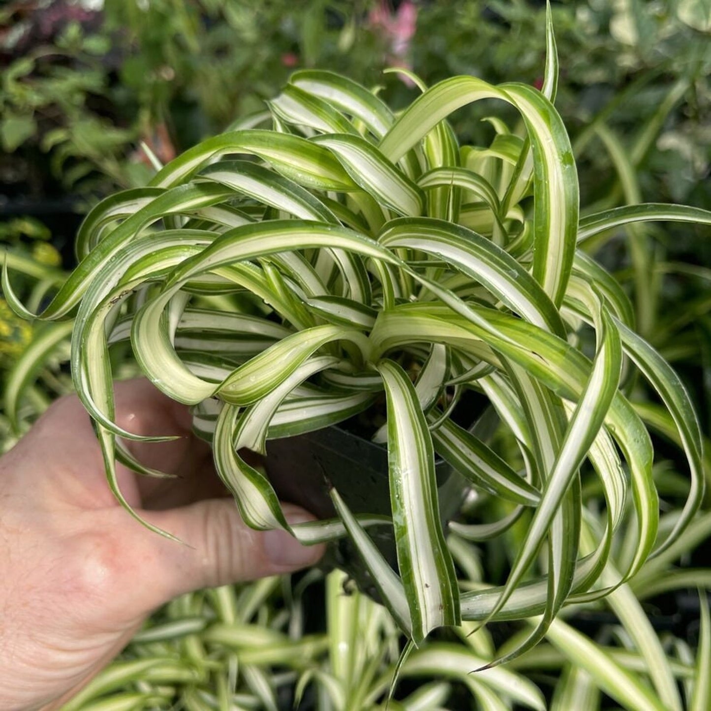Curly Spider Plant - Chlorophytum commosum ‘BONNIE’