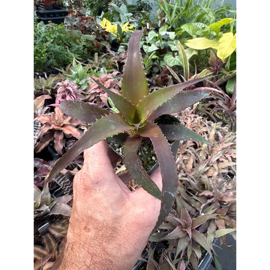 Orthophytum (noid large red)