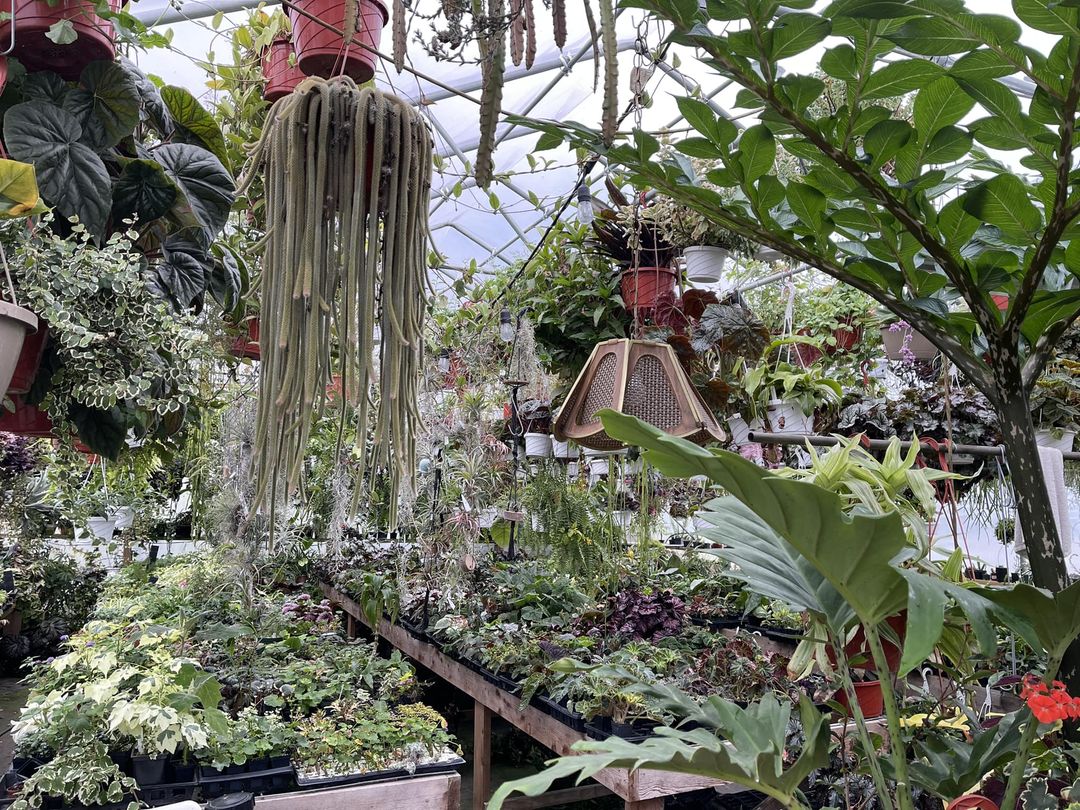 Greenhouse fulled with live tropical and exotic plants