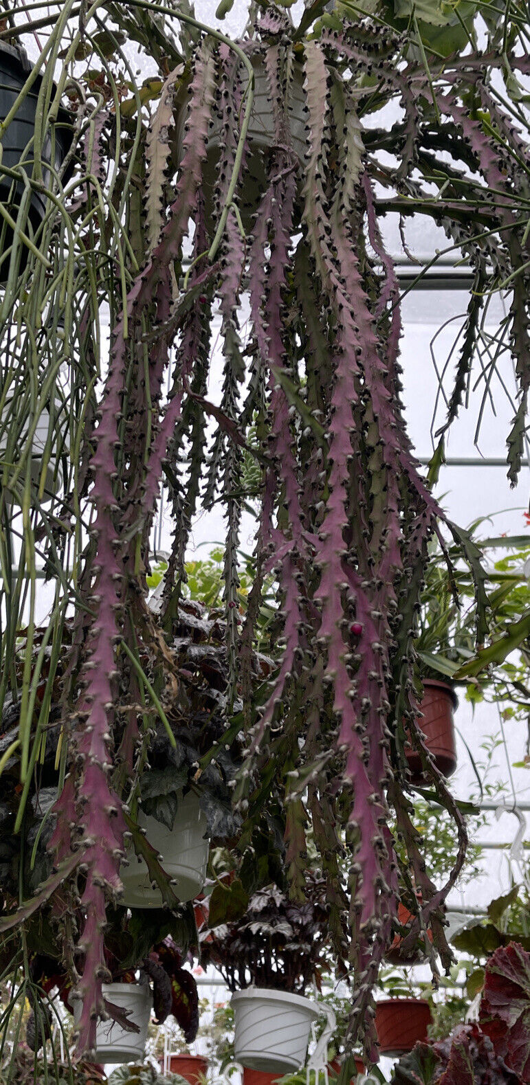 Lepismium cruciforme - Odd Rhipsalis Relative