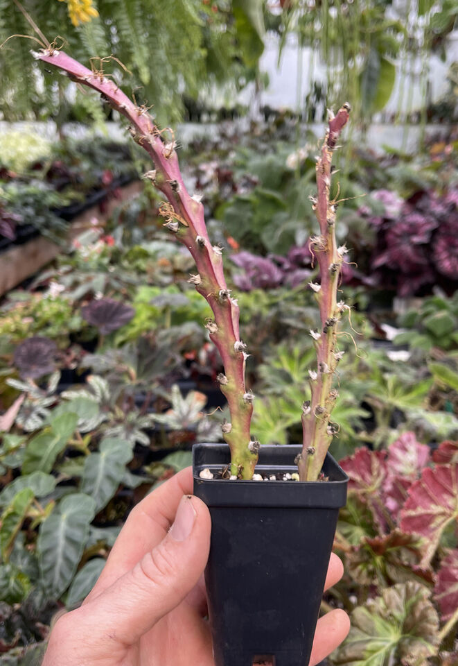 Lepismium cruciforme - Odd Rhipsalis Relative