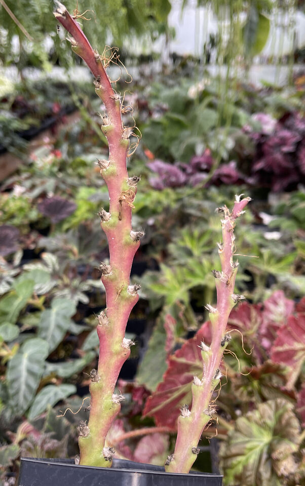Lepismium cruciforme - Odd Rhipsalis Relative