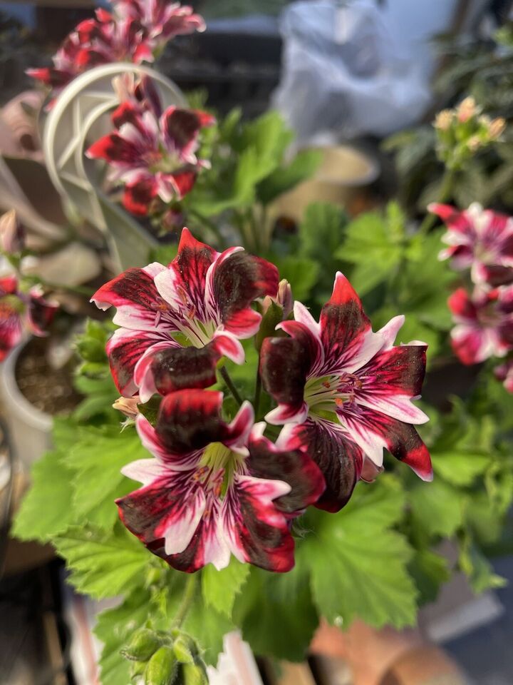 Pelargonium ‘new gypsy’ - Amazing Flowers