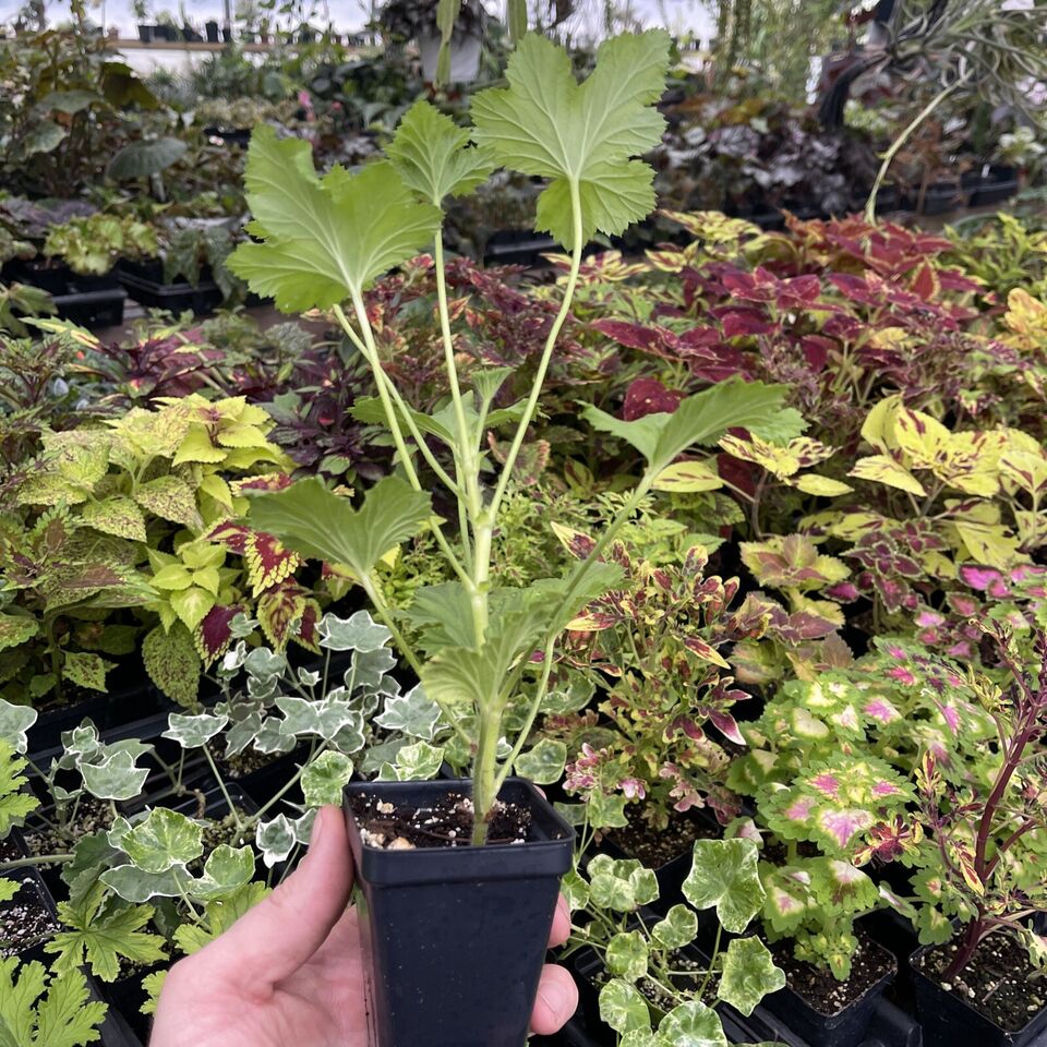 Pelargonium ‘new gypsy’ - Amazing Flowers