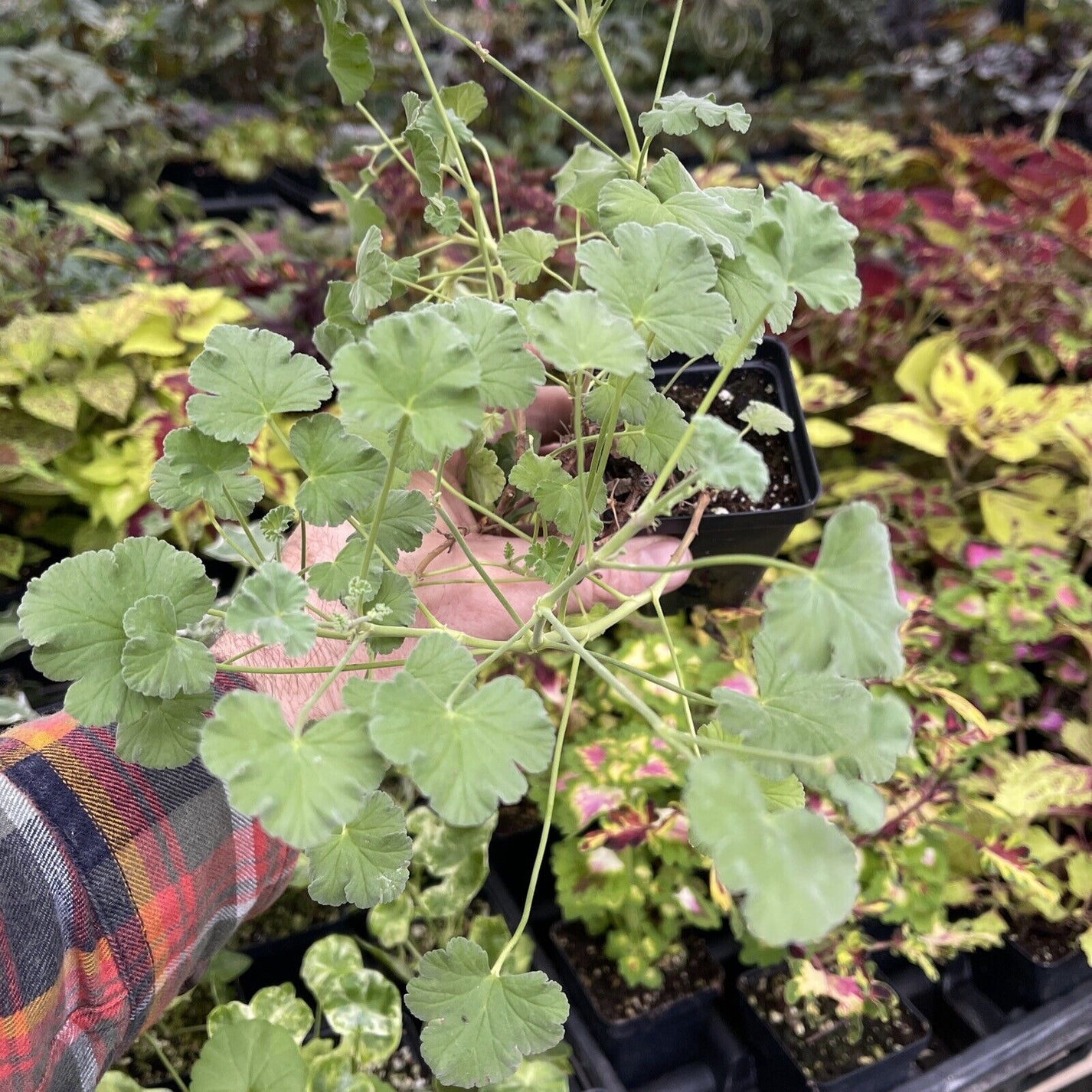 Pelargonium ‘nutmeg’ Scented Geranium Tomplantman