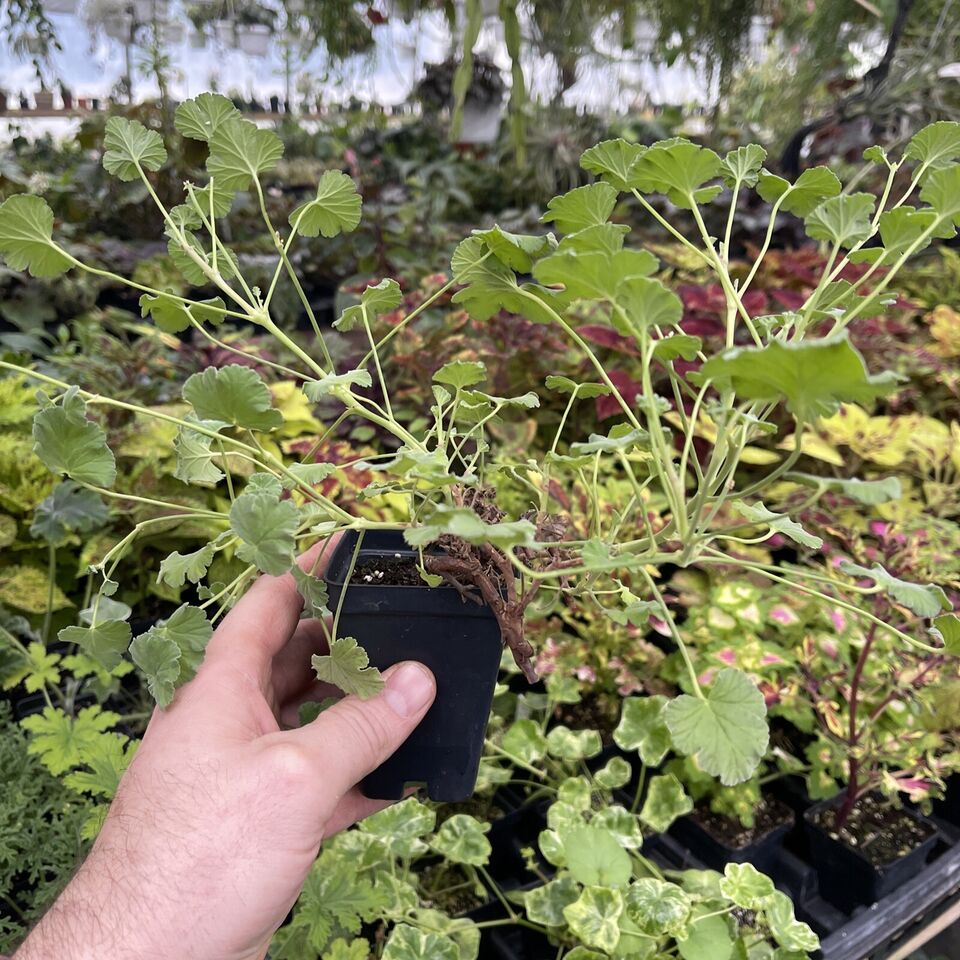 Pelargonium ‘nutmeg’ Scented Geranium Tomplantman