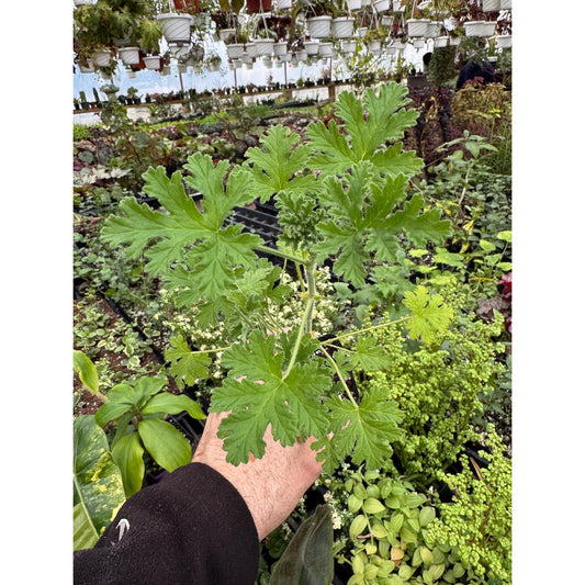 Pelargonium ‘true rose’! Scented Geranium!