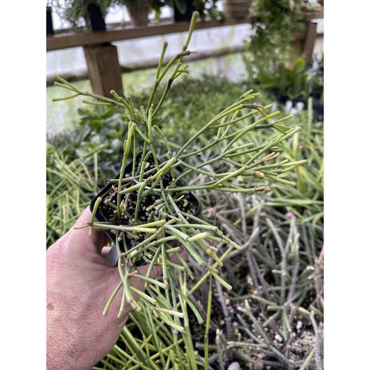 Rhipsalis clavata - Nice rooted plants!