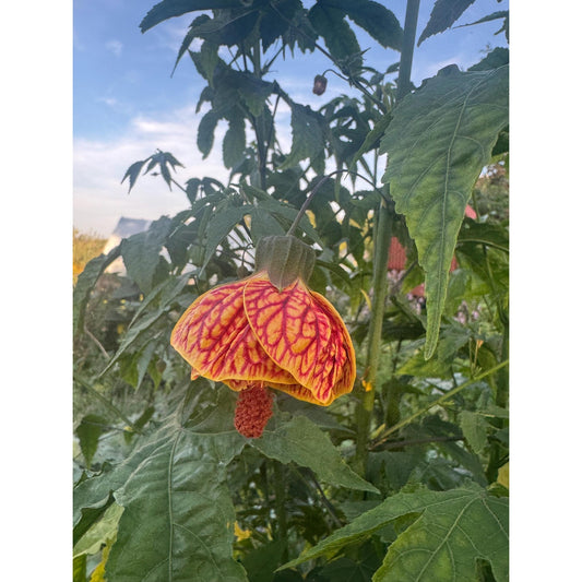 Abutilon ‘biltmore ball gown’
