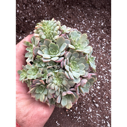 Echeveria ‘magic flame’- Cluster with some crests- Exact plant