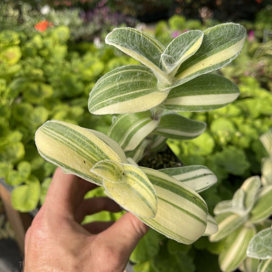 Tradescantia sillamontana ‘gold stripes’