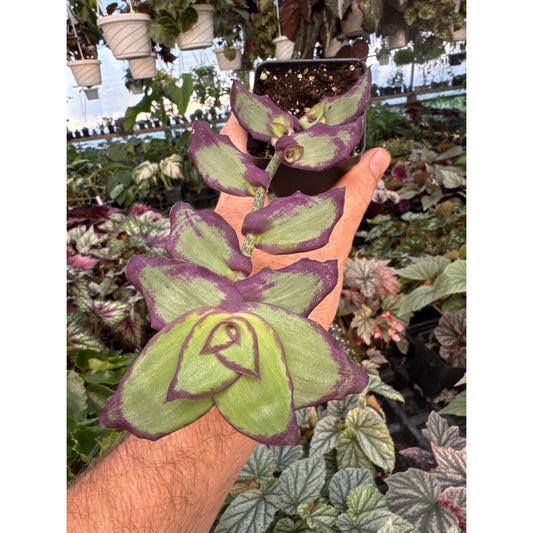 Callisia soconusensis ‘redellia’s dragon’- Exciting new type!