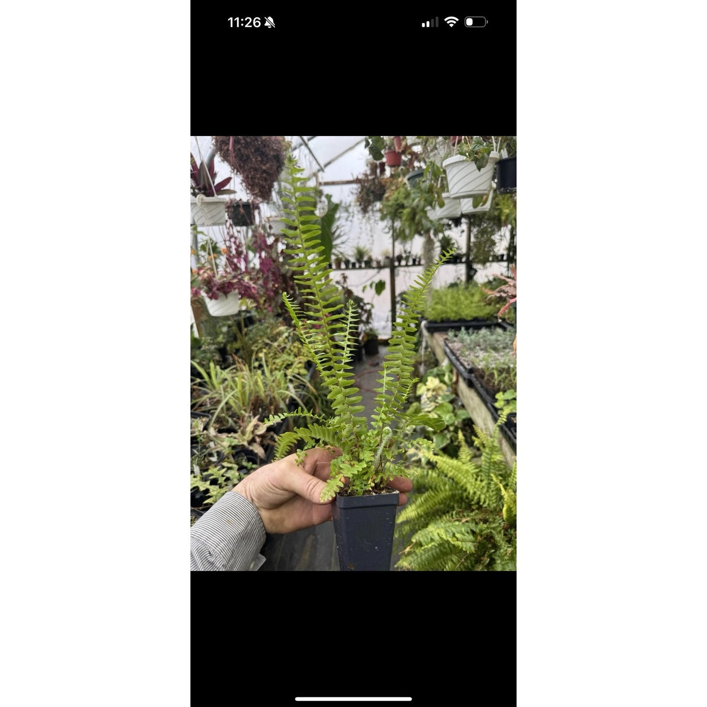 Nephrolepis cordifolia ‘emerald queen’! Upright Boston fern