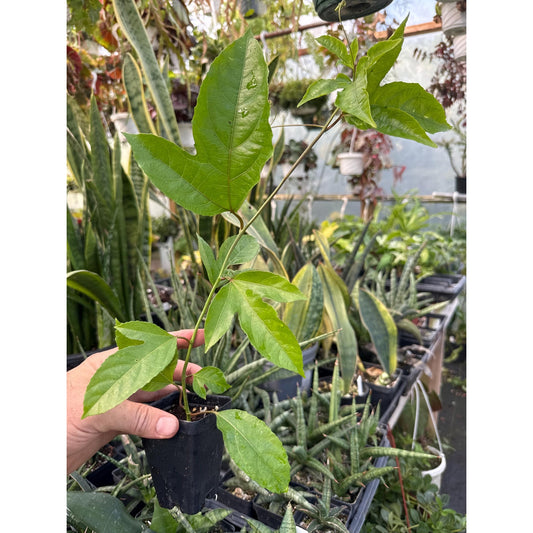 Passiflora edulis ‘possum purple’ - Edible Maypop!