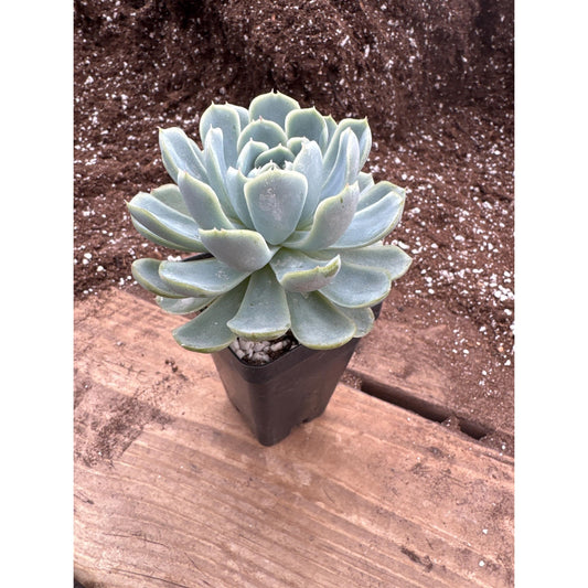 Echeveria elegans