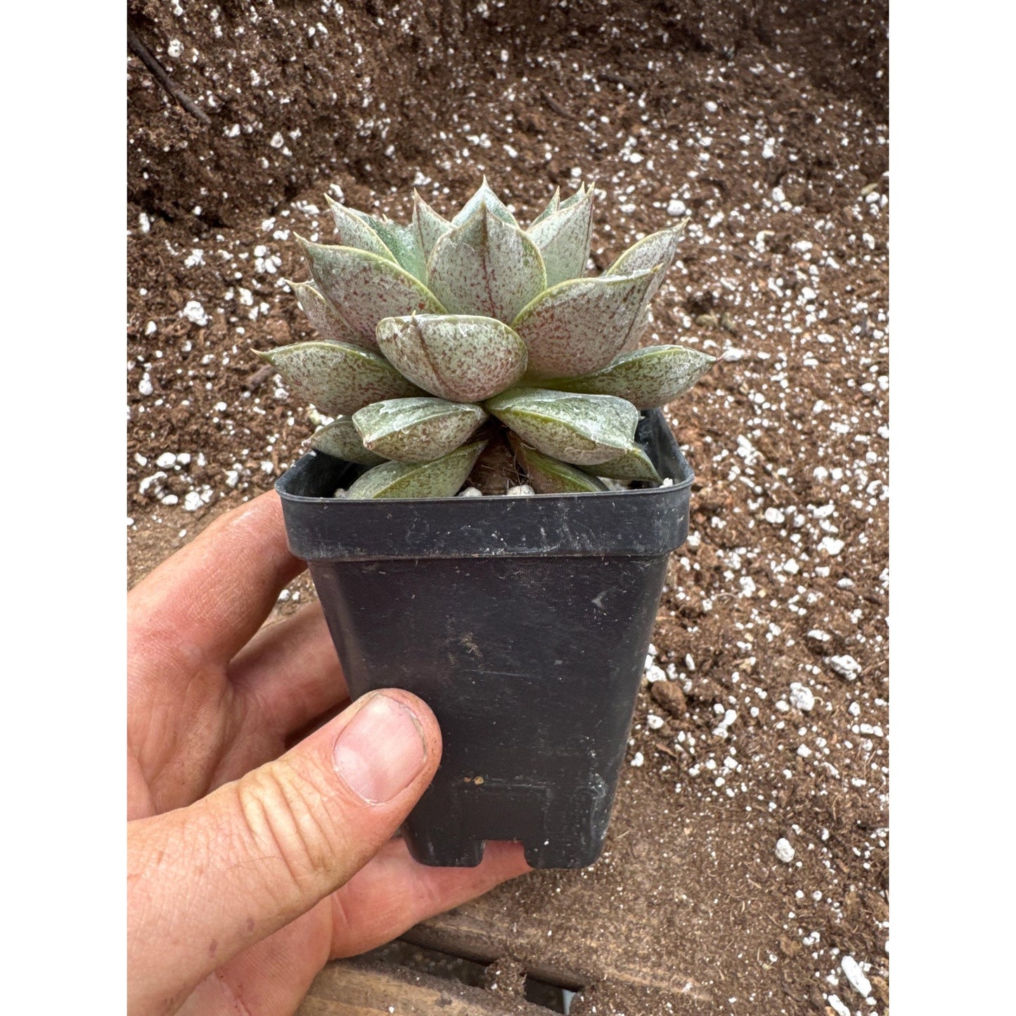 Echeveria purpusorum