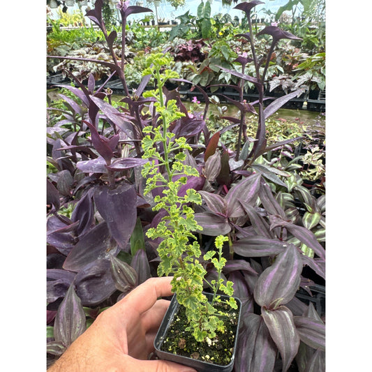 Pelargonium ‘Cy’s sunburst’!- Miniature variegated lemon scented Geranium!