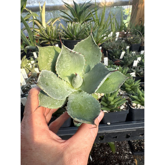 Agave potatorum