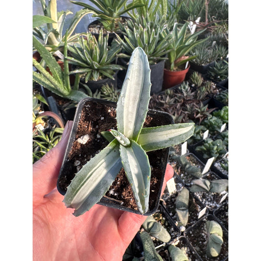 Agave americana ‘medio- picta alblo’