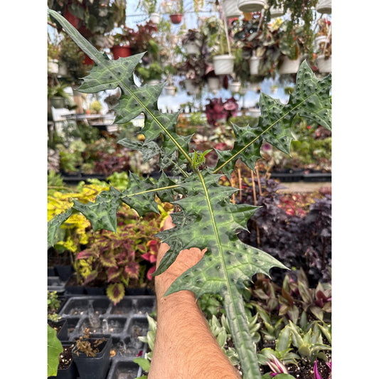 Acanthus montanus - Hard to find tropical “bear’s breeches”