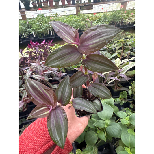 Tradescantia zebrina ‘evanescence’