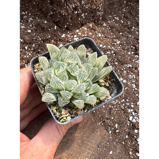 Haworthia cooperi variegated