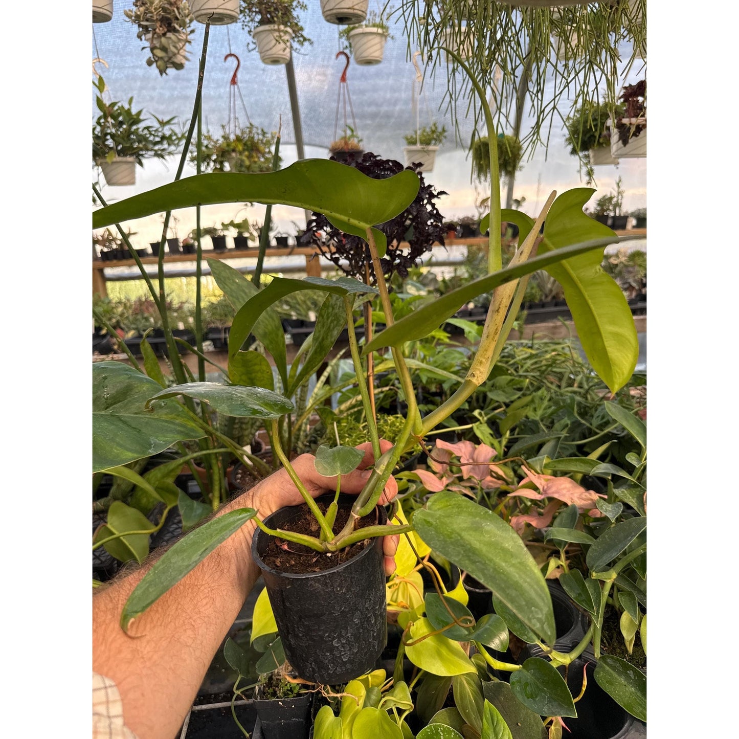 Philodendron ‘Jerry Horne’