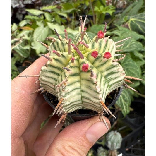 Euphorbia meloformis variegated