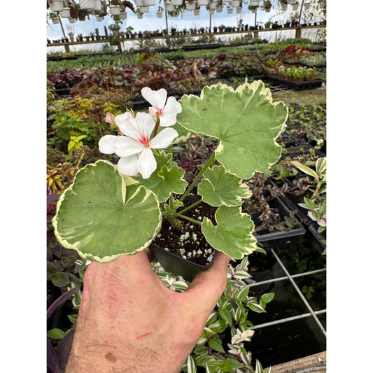 Pelargonium ‘Mrs. J. C. Mappin’! Fancy leaf Geranium!