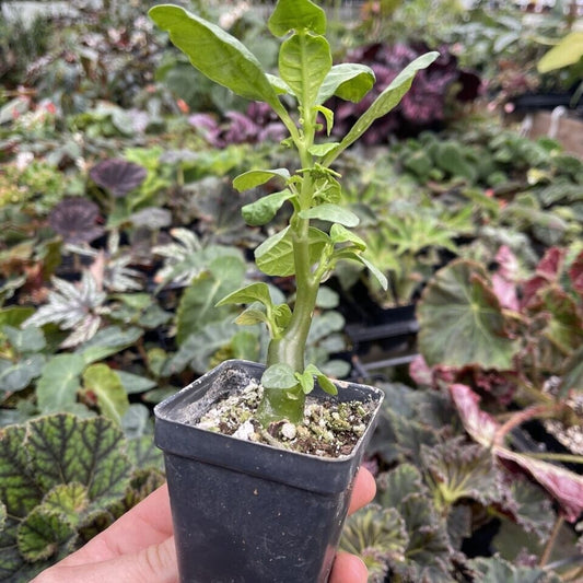 DORSTENIA HILDEBRANTII