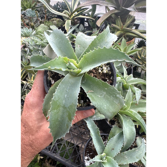 Agave ovatifolia ‘whale’s tongue’ - 5” pots